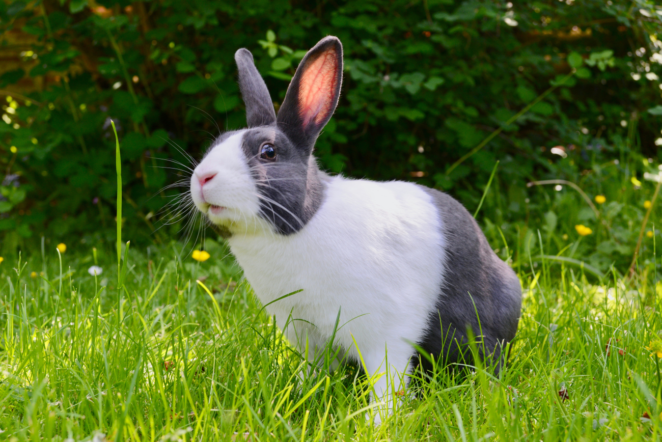 Rabbit Rabbit