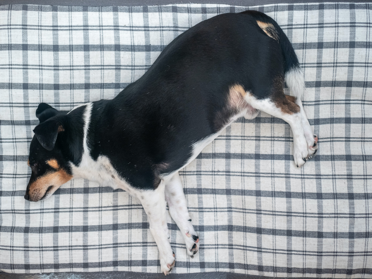 Dog Dog