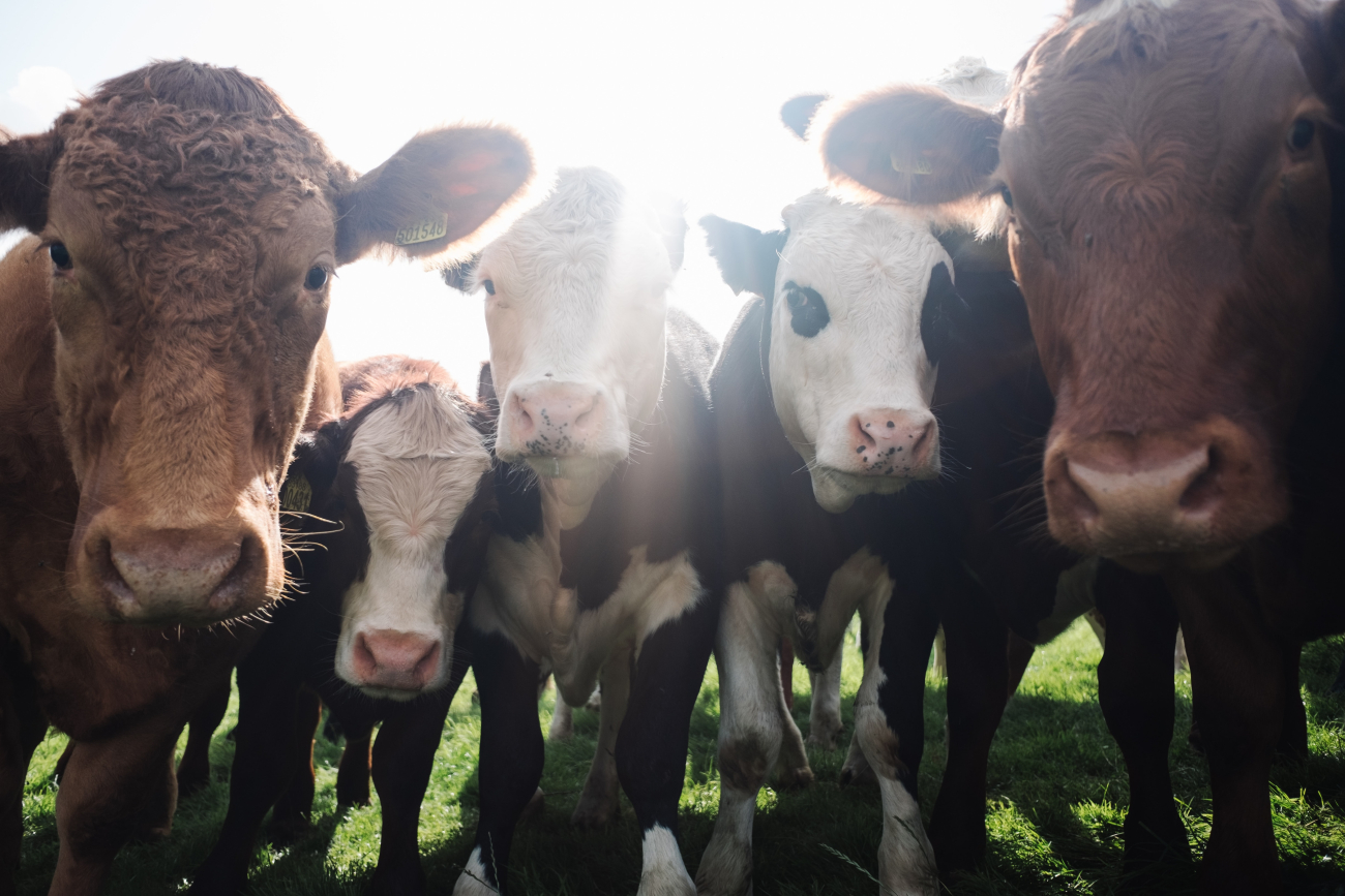 cattle cattle