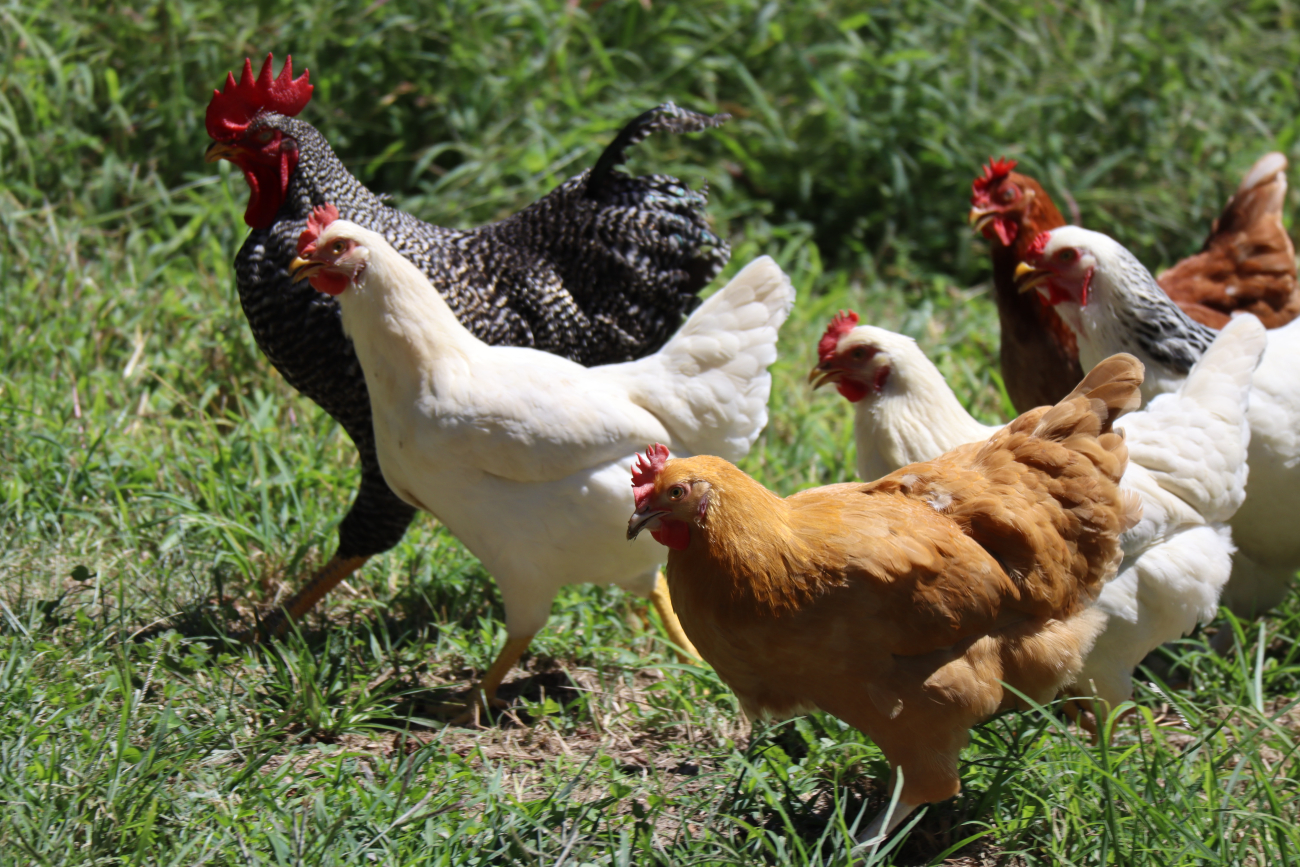 chickens chickens