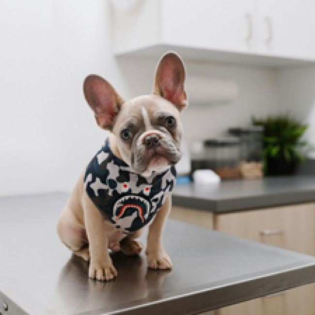 Frenchie at the vets