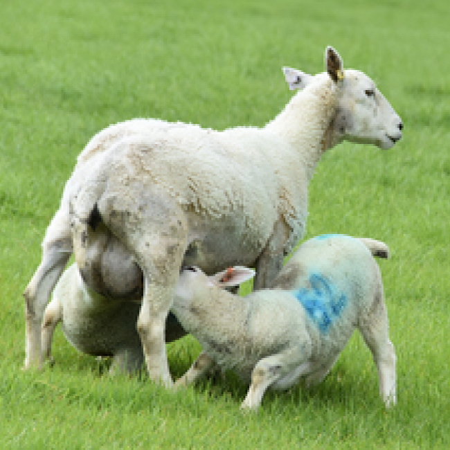 Future role of livestock