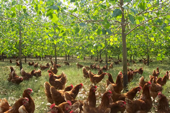 woodland_free_range_hens