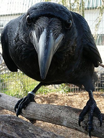 corvid intelligence