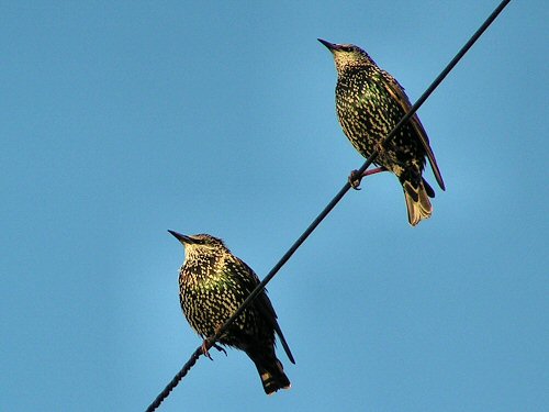 starlings-040915