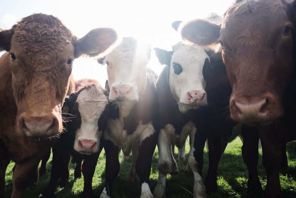 cattle