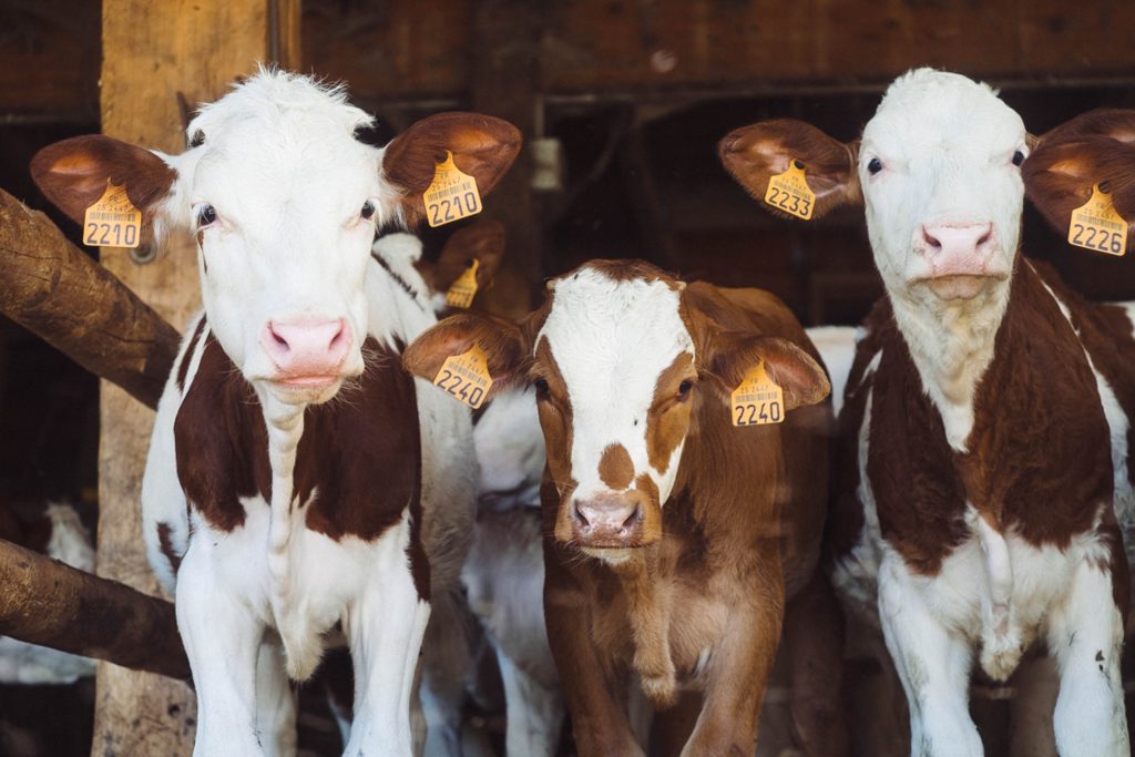 annie-spratt-jmjnnq2xfoy-unsplash
