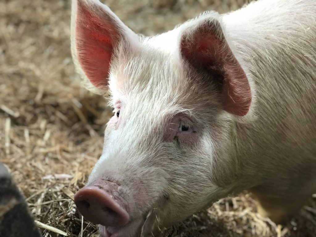Pig