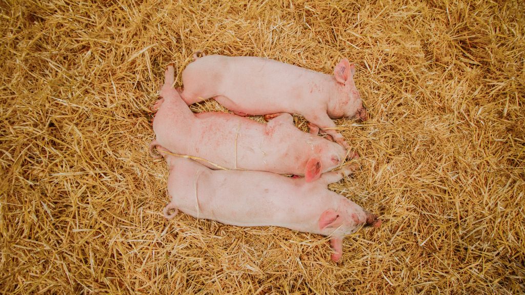 Pigs