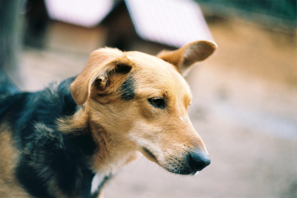 jana-shnipelson-amgmky3z1mc-unsplash
