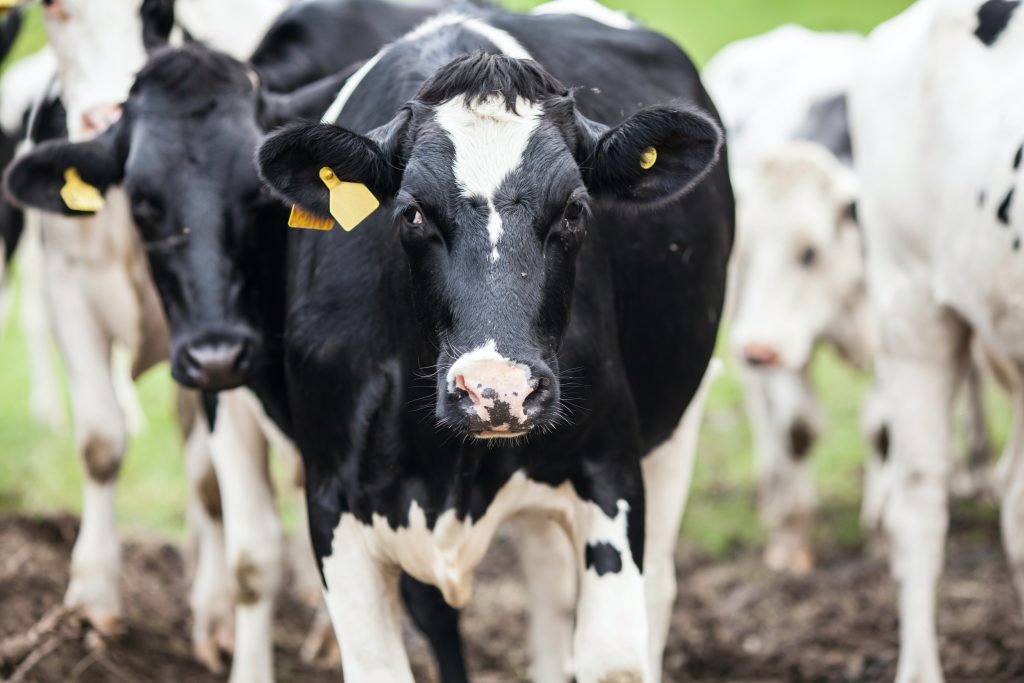 cattle