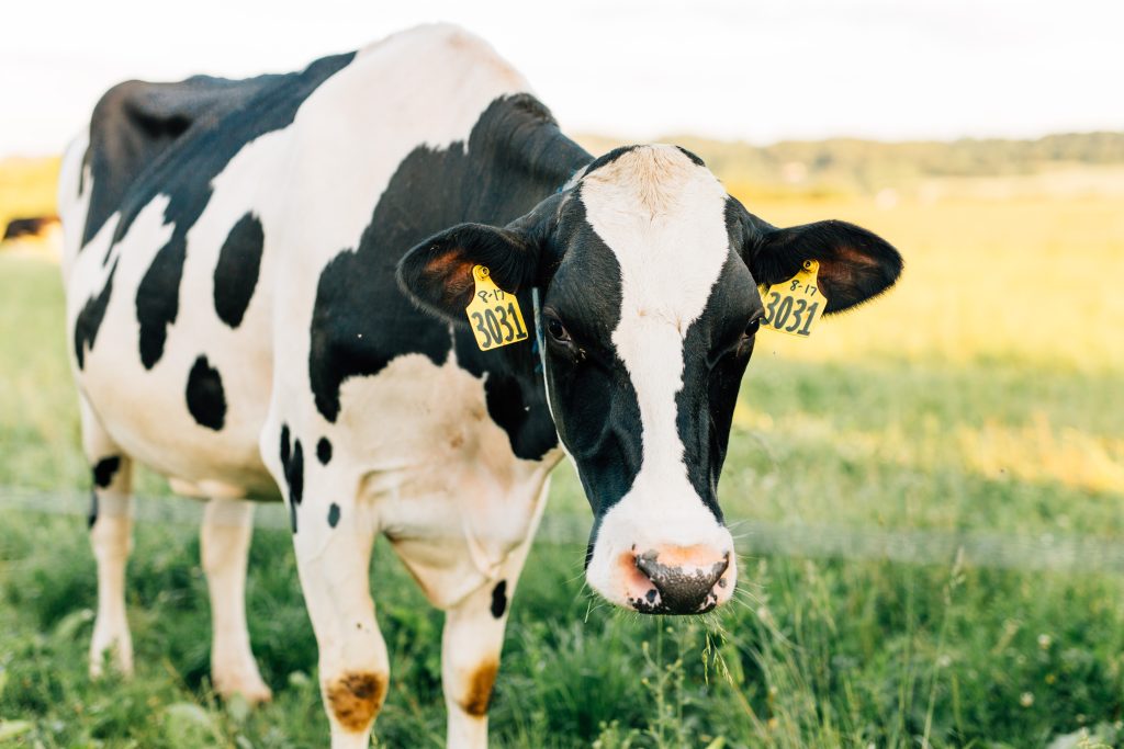 dairy cow