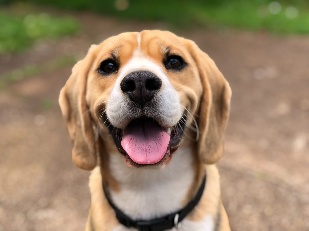 marliese-streefland-2l0cwtpcchi-unsplash