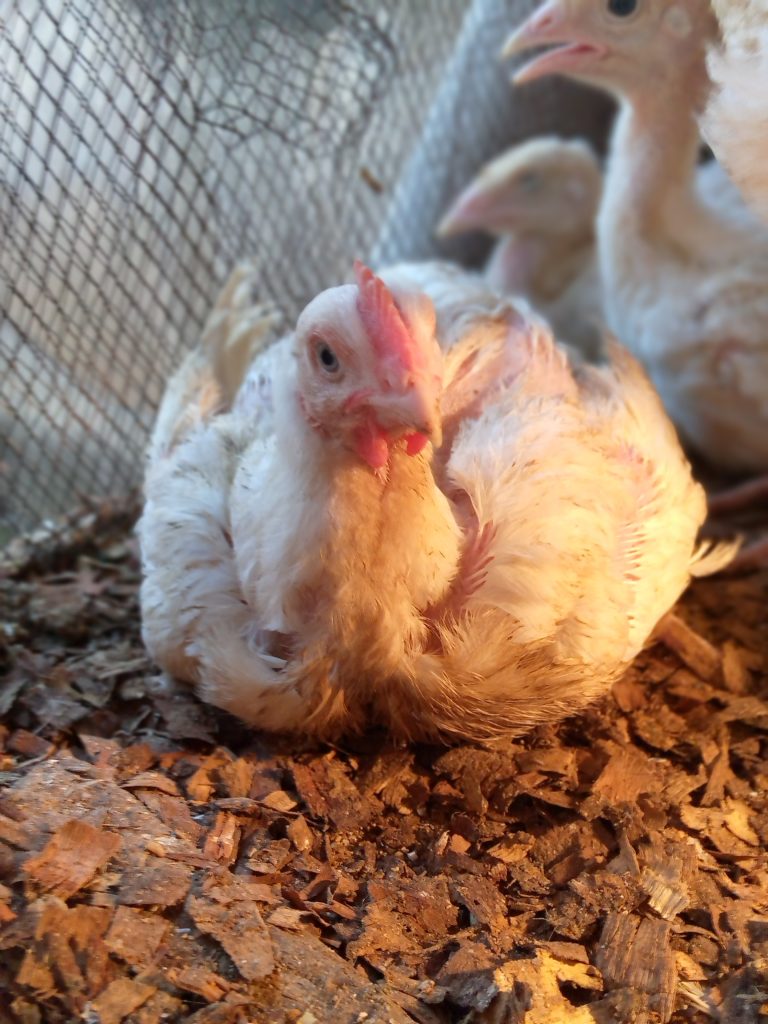 chicken