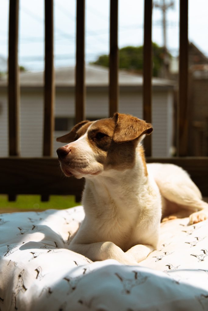 dog