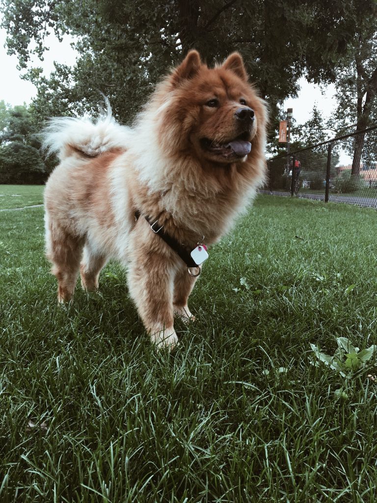 dog