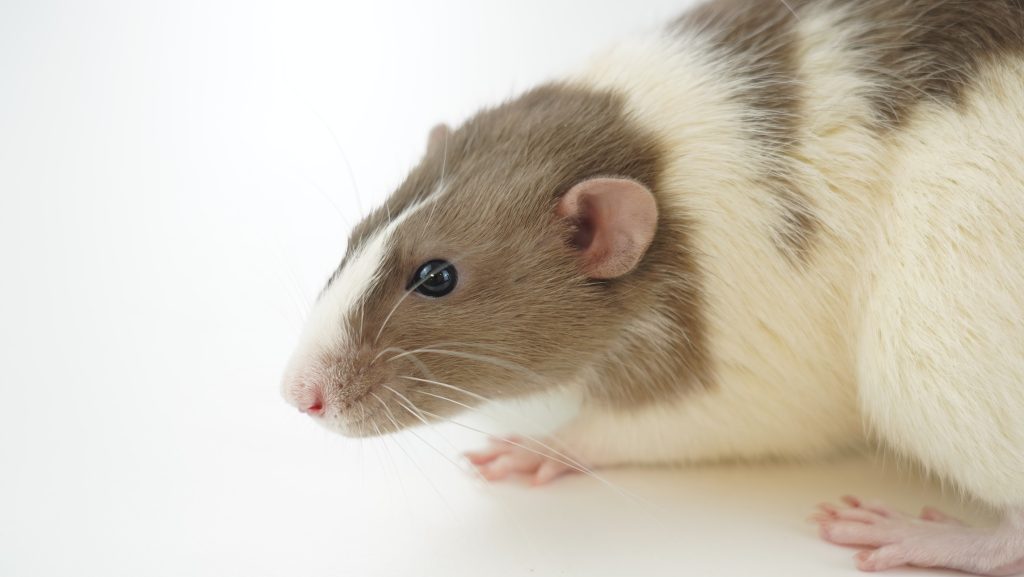 lab rat