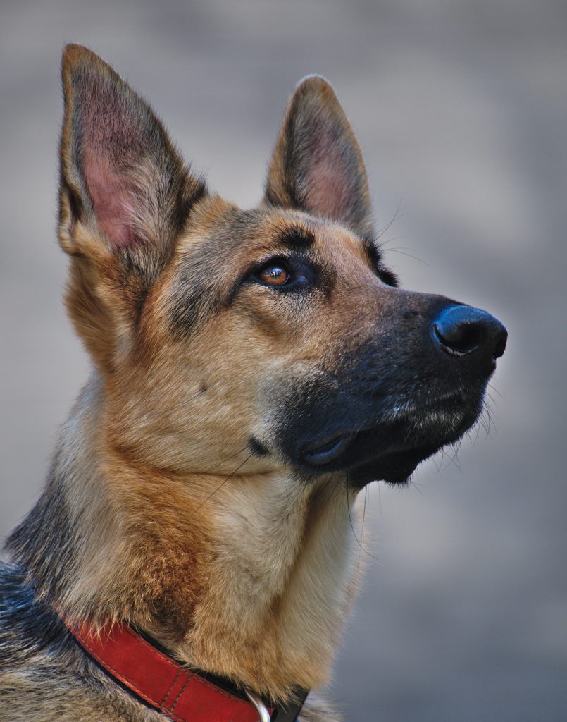 dog ears