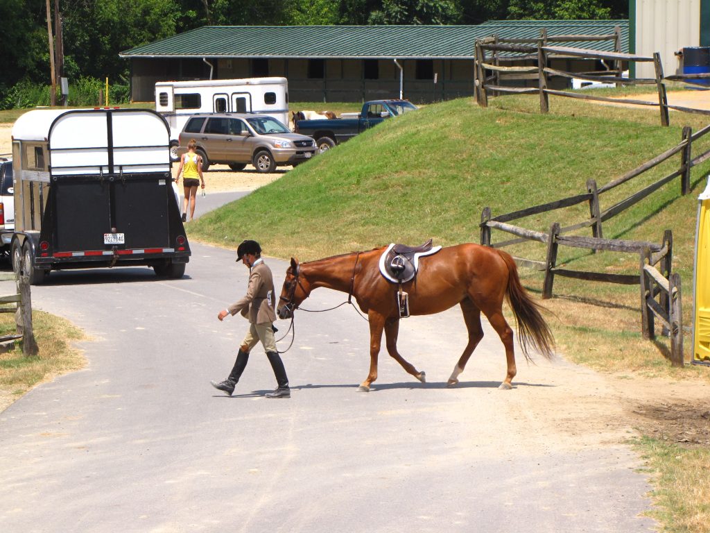 horse