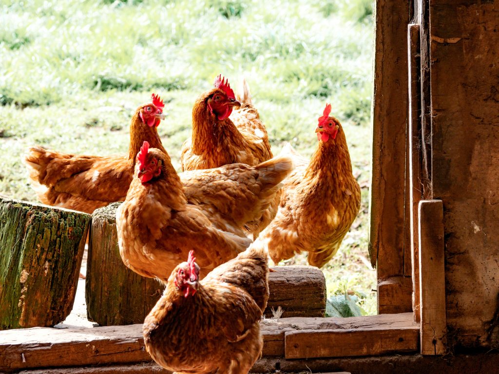 hens