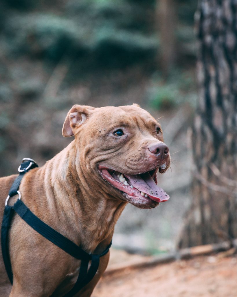 dog