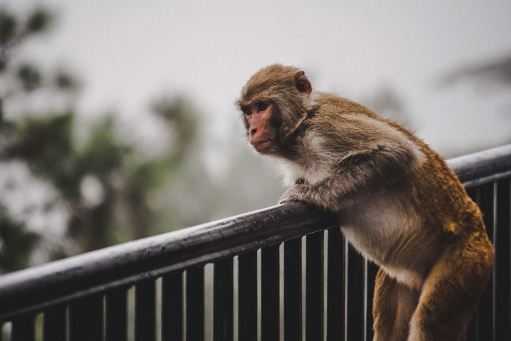 monkey