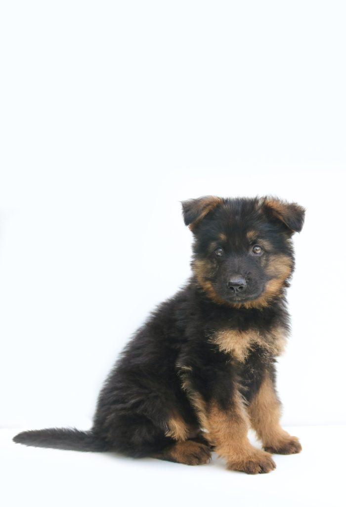 puppy