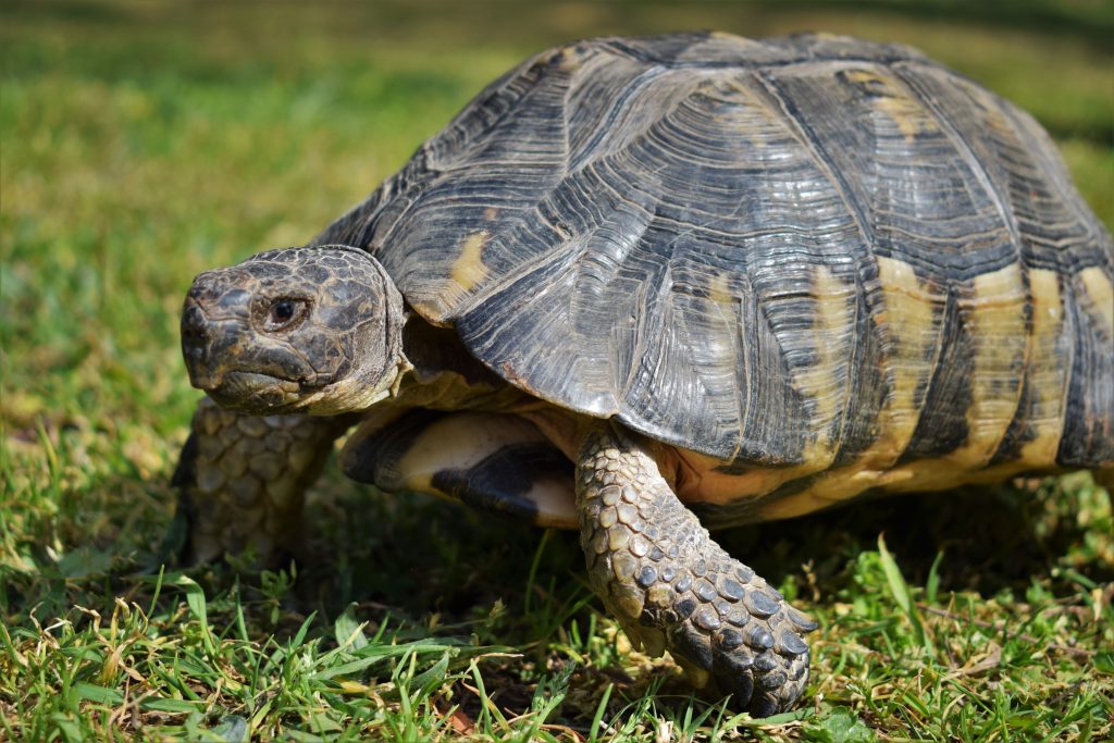 tortoise