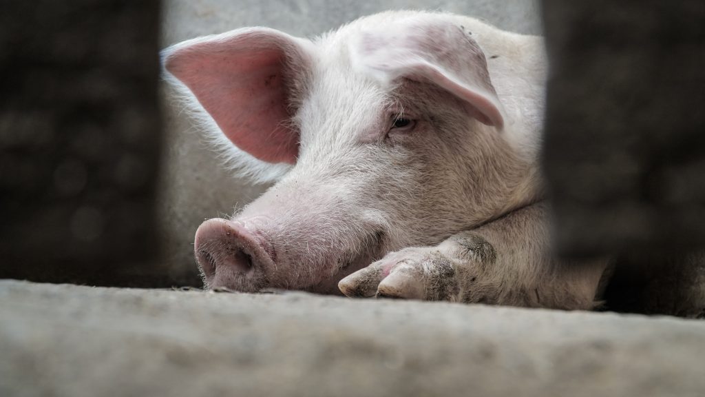 pig