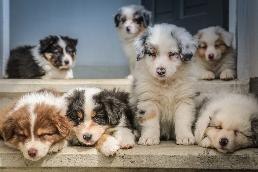 puppies
