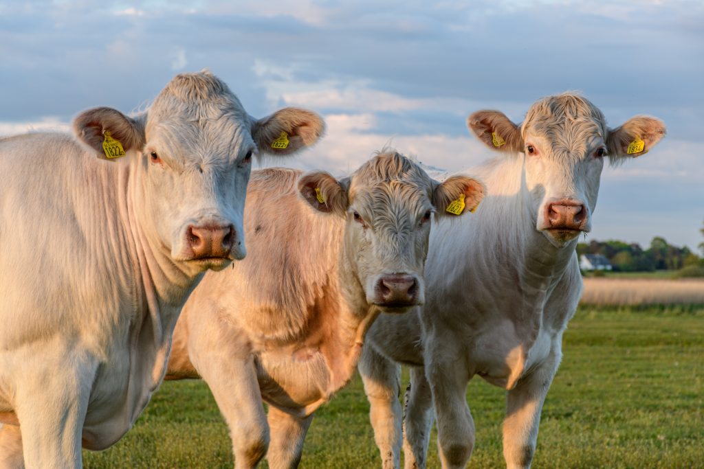cattle