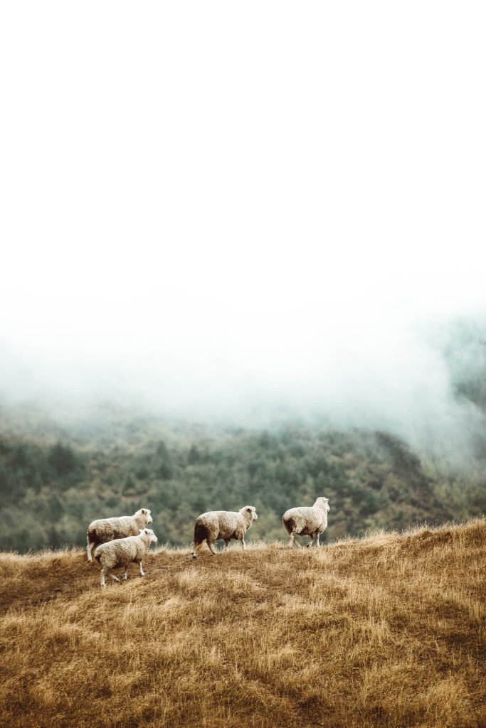taylor-brandon-ksf9s2pdhf8-unsplash