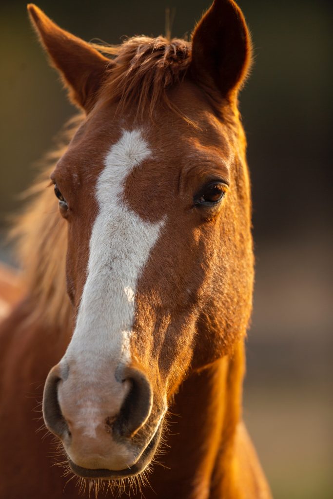 pieter-van-noorden-cjsuzma2iw8-unsplash_1