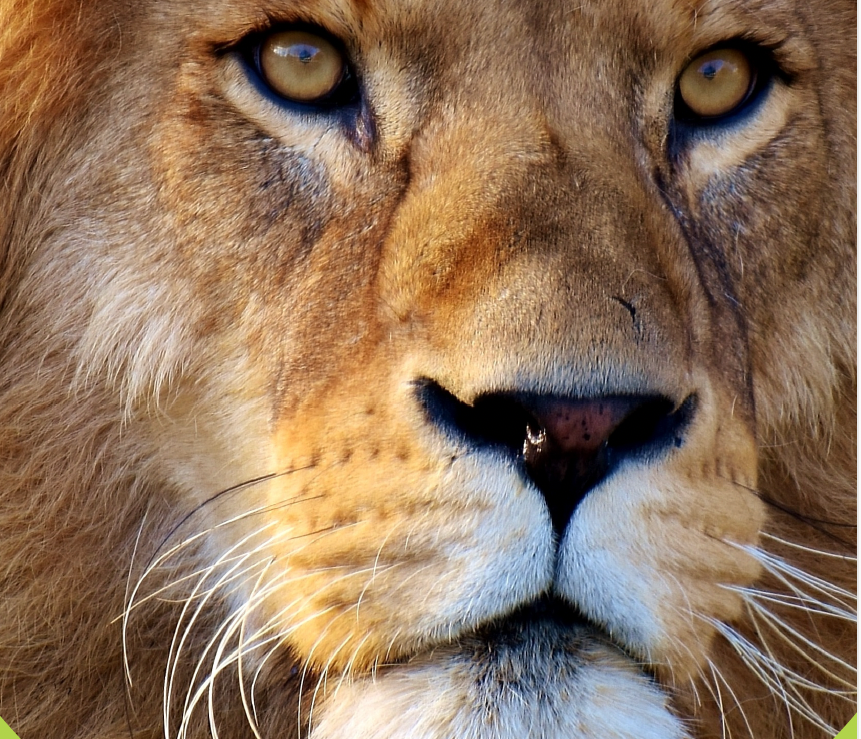 lion_image
