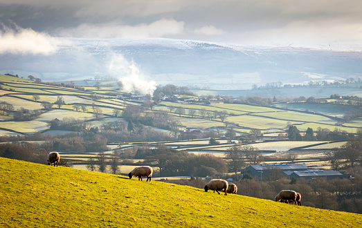 sheep