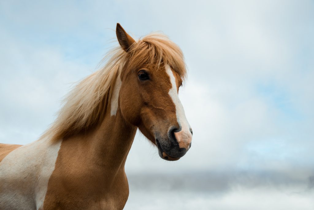silje-midtgard-0f9ovq3x2ak-unsplash