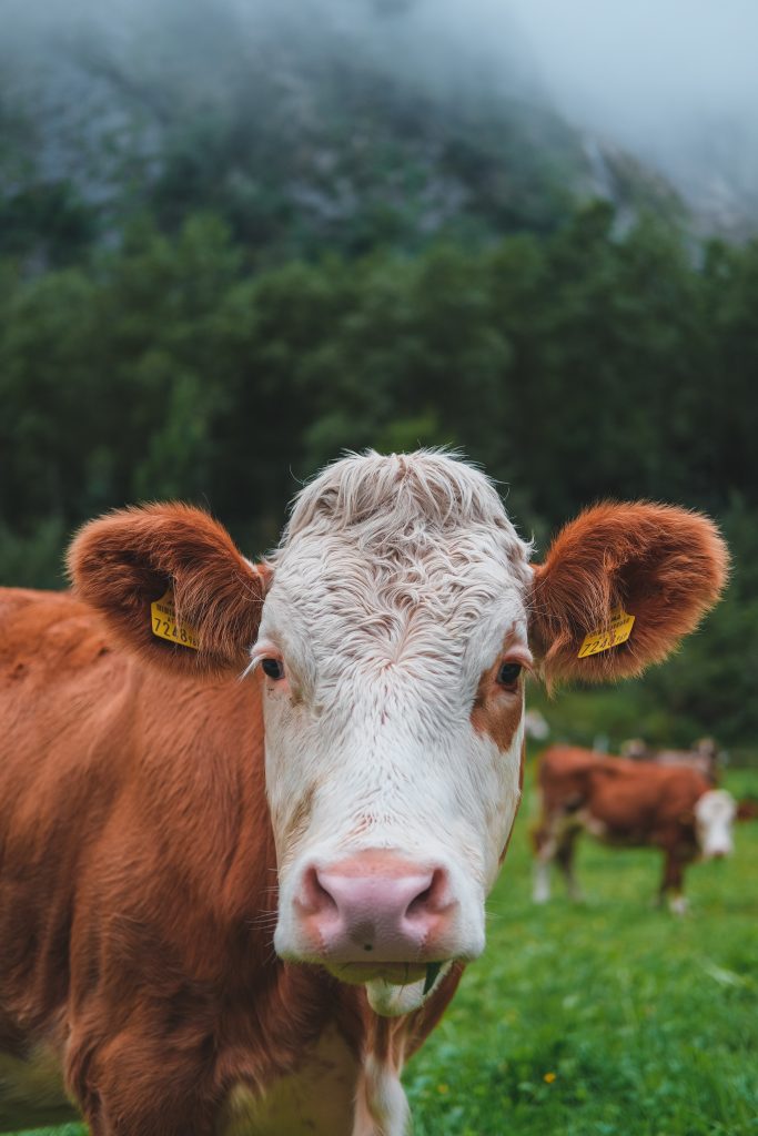 thomas-oldenburger-1sqfd9_znw4-unsplash