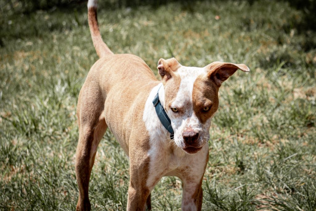 dylan-hunter-gff7mf1imye-unsplash