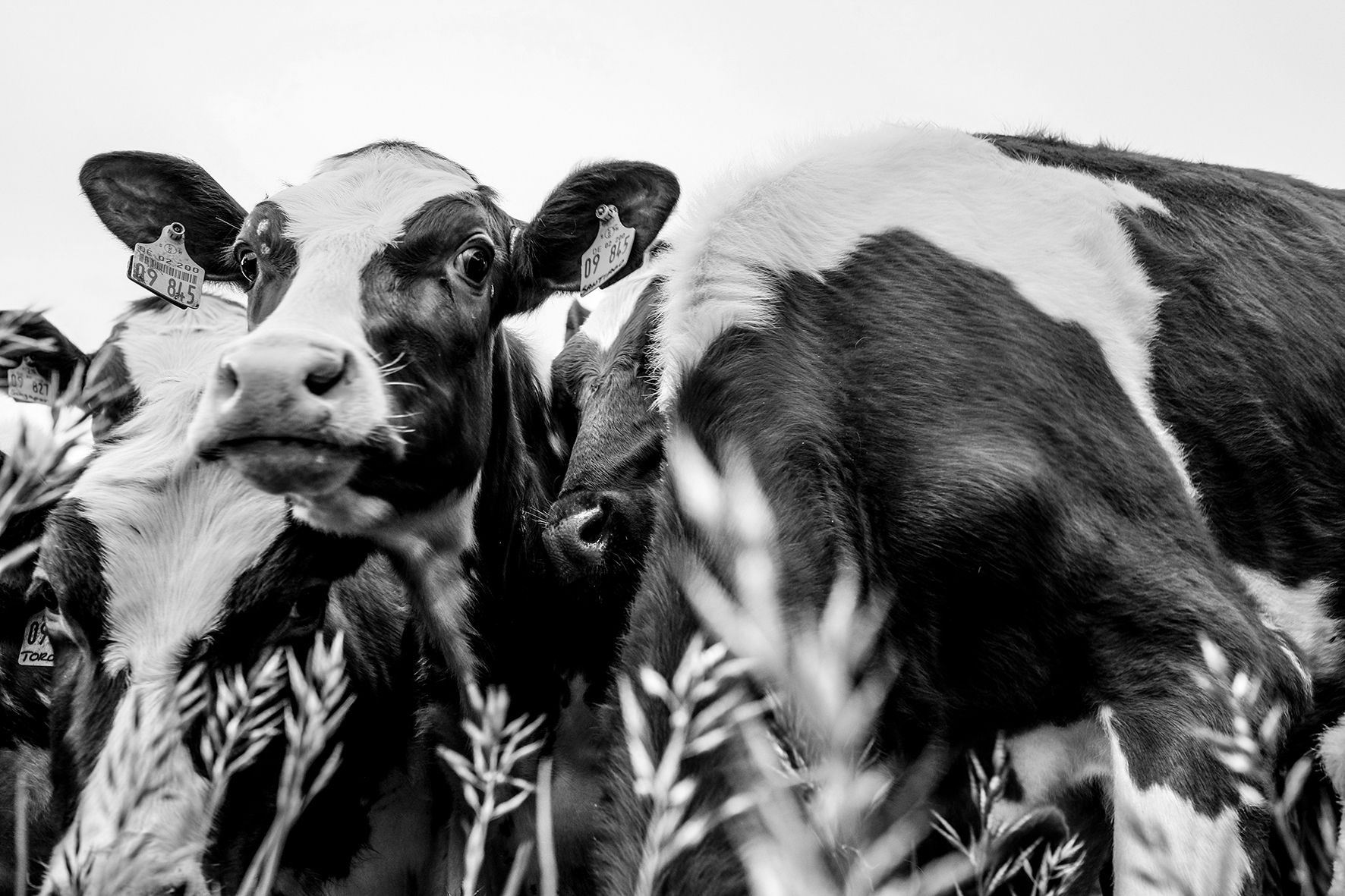 cows