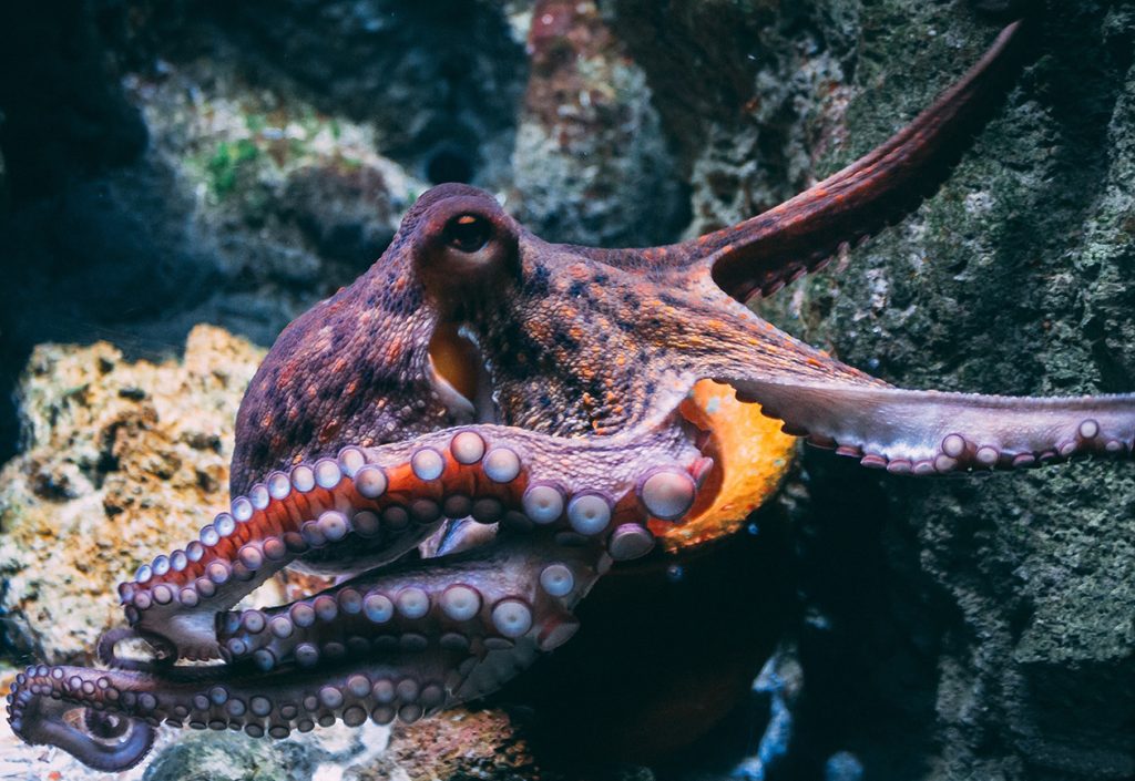 octopus