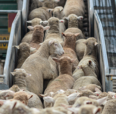sheep on truck