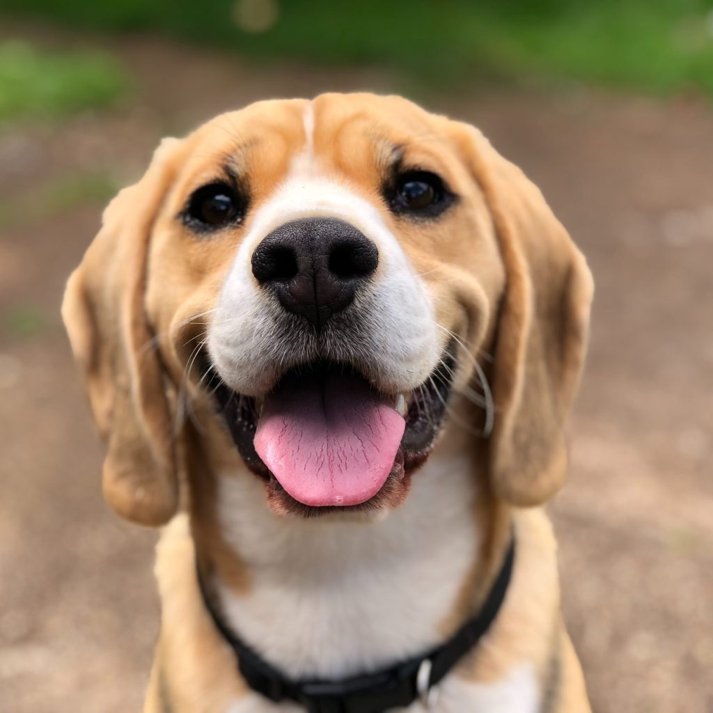 marliese-streefland-2l0cwtpcchi-unsplash