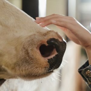 A cow's nose being gently touched by a hand inside a barn, showcasing rural farm life.